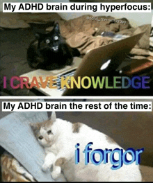 a cat laying on a pillow next to a laptop with the caption " my adhd brain during hyperfocus i crave knowledge "