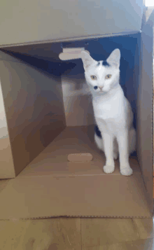 a black and white cat is sitting in a cardboard box looking at the camera