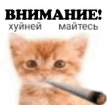 a cat is holding a cigarette in its mouth and smoking it .