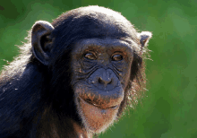 a close up of a chimpanzee 's face against a green background