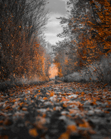 a black and white photo of a path with leaves on it