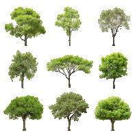 a collection of different types of trees with green leaves