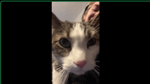 a close up of a cat 's face with a green border around it