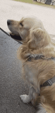 a dog on a leash is sitting on the side of the road