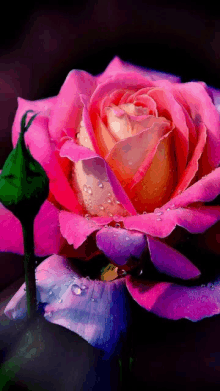 a painting of a pink rose with water drops on it