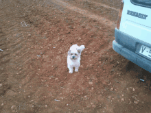 a small white dog standing next to a white renault