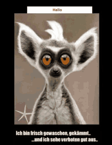 a picture of a lemur with a star in the background and the word hallo above it