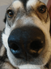 a close up of a husky dog 's nose looking at the camera