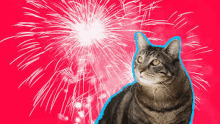 a cat is sitting in front of fireworks on a red background