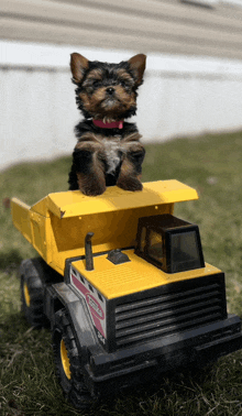 a small puppy sits on top of a toy dump truck