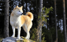 a dog is standing on a rock in the woods