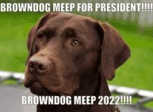 a picture of a brown dog with a caption that says " browndog meep for president "