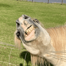 a close up of a horse 's mouth with a fence in the background