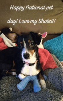 a small dog laying on a couch with the words happy national pet day love my shotzi written above it