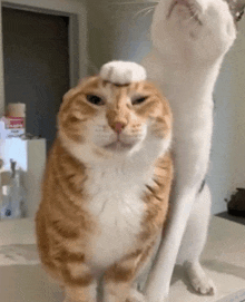 two cats are standing next to each other and one of them has a white feather on its head .