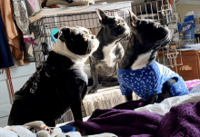 three dogs are looking at each other and one of them is wearing a blue shirt that says ' bay ' on it