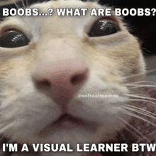 a cat with the caption boobs what are boobs