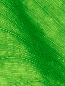 a close up of a green leaf shows the texture