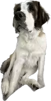 a brown and white dog with a white background