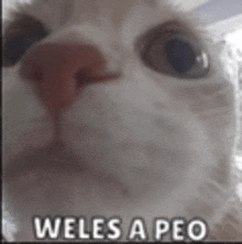 a close up of a cat 's face with weles a peo written on it .