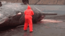 a man in a red raincoat is standing next to a dead whale which is being pulled out of the water