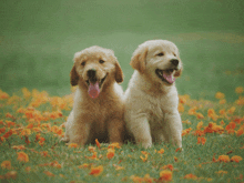 two puppies sitting in a field of flowers with their tongues out