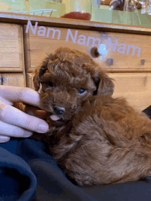 a small brown poodle is being held by a person with the name nam written on the dresser behind it