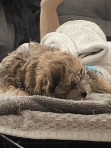 a small brown dog is laying on a blanket on a couch