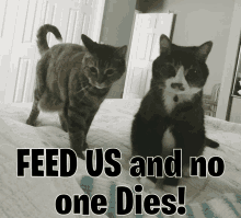 two cats on a bed with the words feed us and no one dies on the bottom