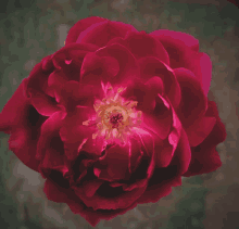 a close up of a red flower with yellow center