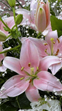 a close up of a pink lily with baby 's breath surrounding it