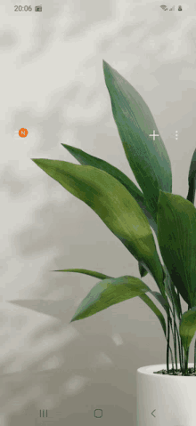 a phone screen shows a plant in a white pot and the time is 20:06