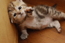 a kitten is laying on its back on a wooden floor and scratching a wall .