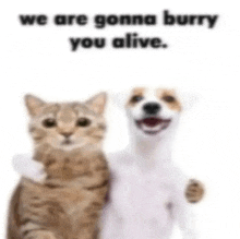 a cat and a dog are standing next to each other with the words we are gonna burry you alive .