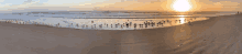 a flock of birds standing on a sandy beach at sunset