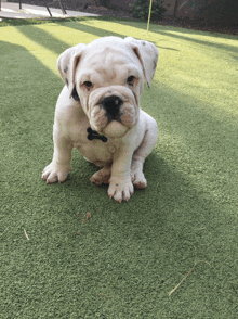 a small white dog with a black collar is sitting on a green lawn