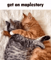 two cats hugging each other with the caption get on maplestory above them