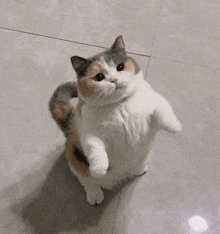 a calico cat is standing on its hind legs and looking up at the camera .