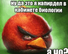 an angry bird from the video game angry birds with a russian caption .