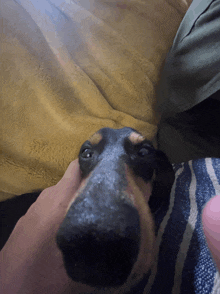 a close up of a dog 's nose with a person 's hand on it