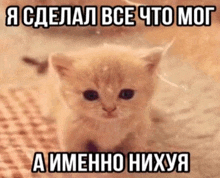 a small kitten is laying on a blanket with a meme in russian .