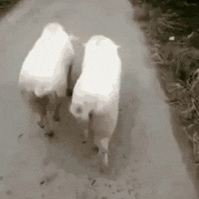 a couple of pigs are walking down a dirt road .