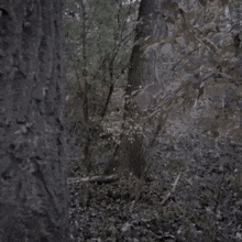 a man with a beard is peeking out from behind a tree with the words anzeige ist raus written below him