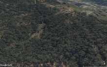 an aerial view of a lush green forest taken by google