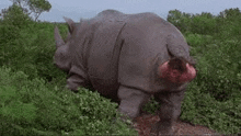 a rhinoceros with a bloody tail is standing in a field .