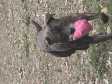 a dog with a pink toy in its mouth laying on the ground