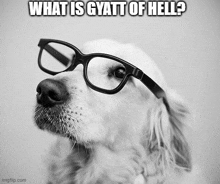 a dog wearing glasses with the caption " what is gyatt of hell " on it