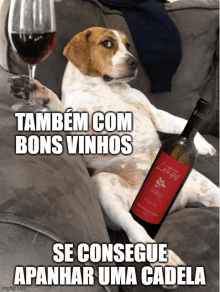 a dog is sitting on a couch with a bottle of wine and a glass of red wine