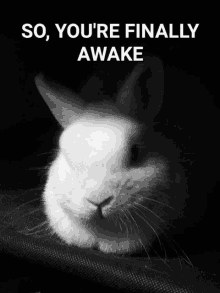 a black and white photo of a small white rabbit with the caption so you 're finally awake