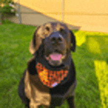 a dog wearing a bandana is sitting in the grass with its tongue hanging out .